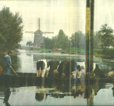 Koeien In Boot1980 001